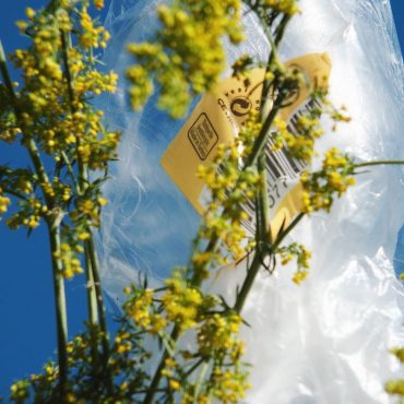 plastic wrapped flower